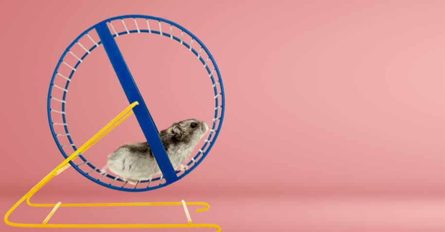 Roda dos ratos