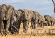 comportamento de manada